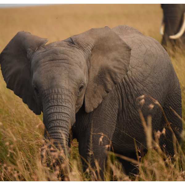 Little Giant of the Savannah by Mufaddal Aamir Hatimi, Image 9.