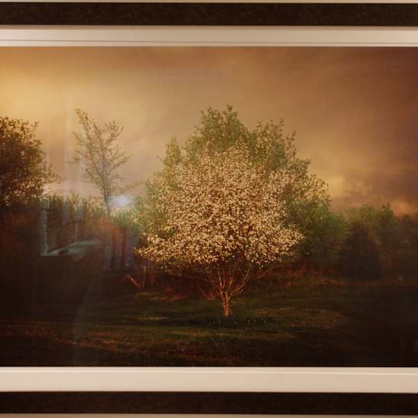 Crab Apple Tree by Carl Corey, Image 1.