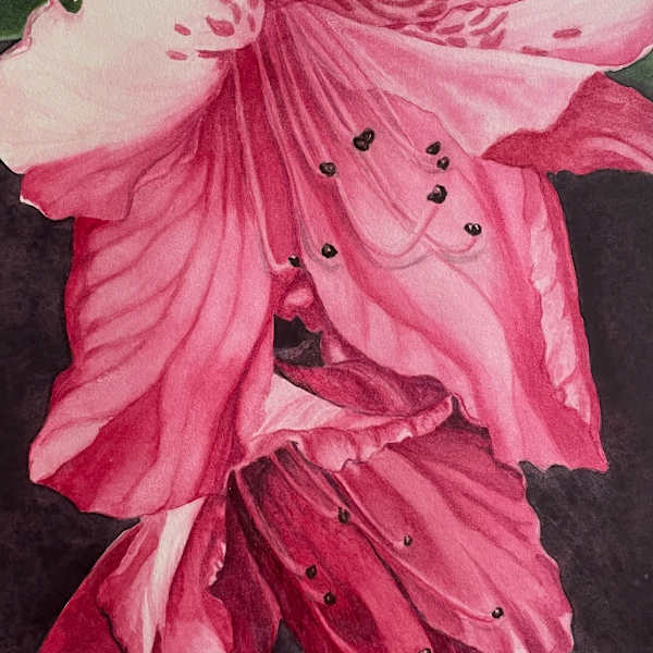 Rhodo in Shadow by Laura Alatorre Kvalheim, Image 3.