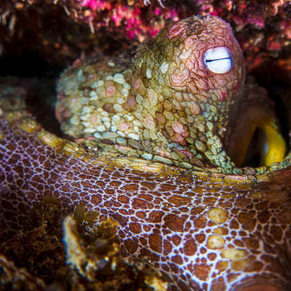 The Hidden Dreamer by Explorers Photography, Image 1.