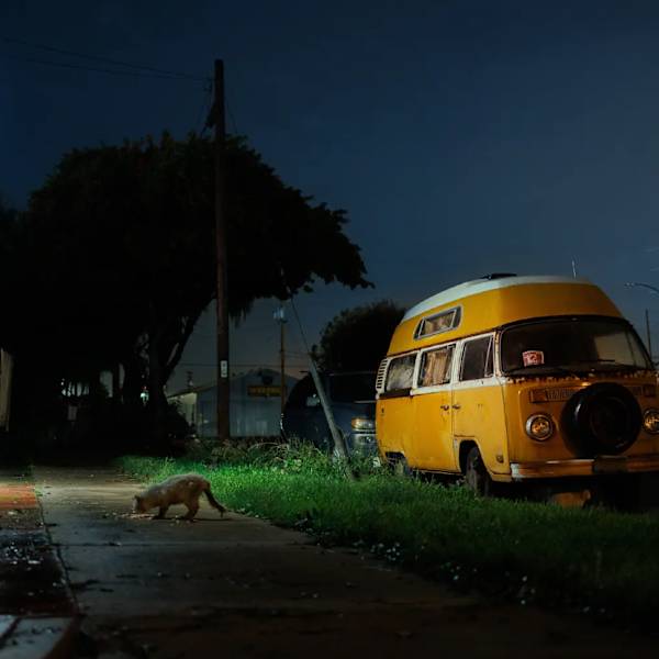 Gatos by Chris Bernard, Image 1.