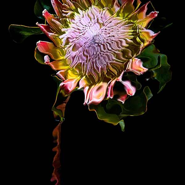 King Protea 1 by Michael Pool, Image 1.