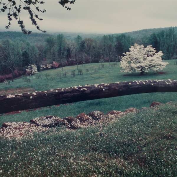 Blossoms on a Rail by Sam Abell, Image 12.