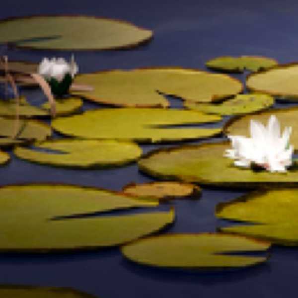 Waterlillies by Thomas Demand, Image 1.