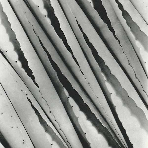 Agave 1932 by Imogen Cunningham, Image 1.
