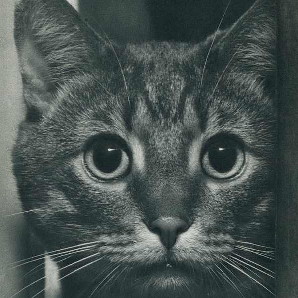 The Stare 1930 by Torkel Korling, Image 3.