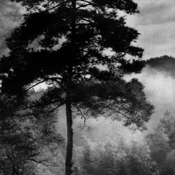 Misty Mountain Tree 1936 by Long Chin-san, Image 3.