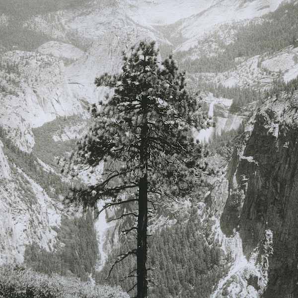 Yosemite Tree by Tom Millea, Image 6.