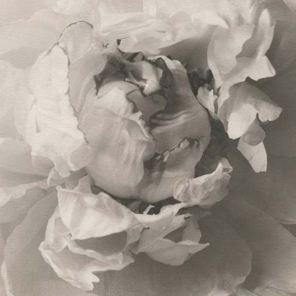 Peony by Christian Nze, Image 5.
