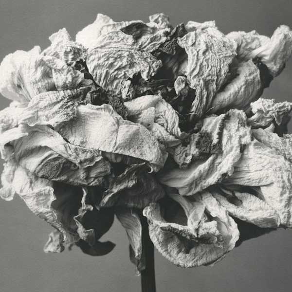 Pivoine by Christian Nze, Image 1.