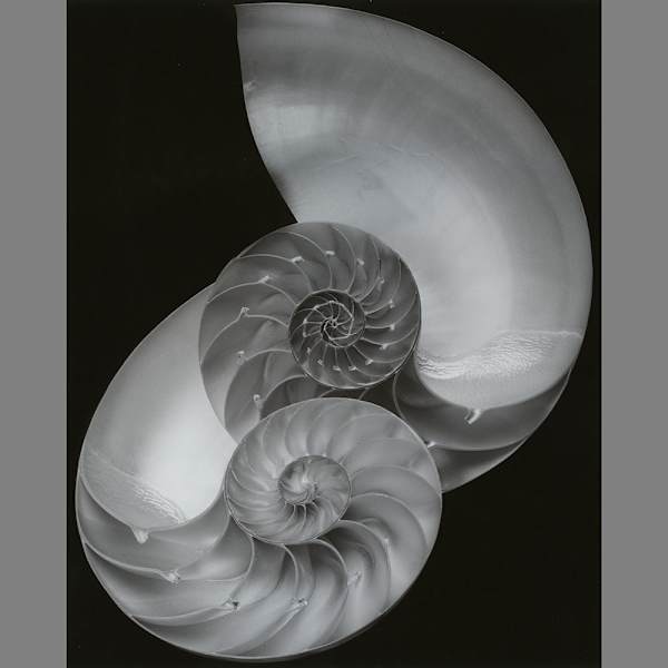 Nautilus by Luca Paradisi, Image 1.