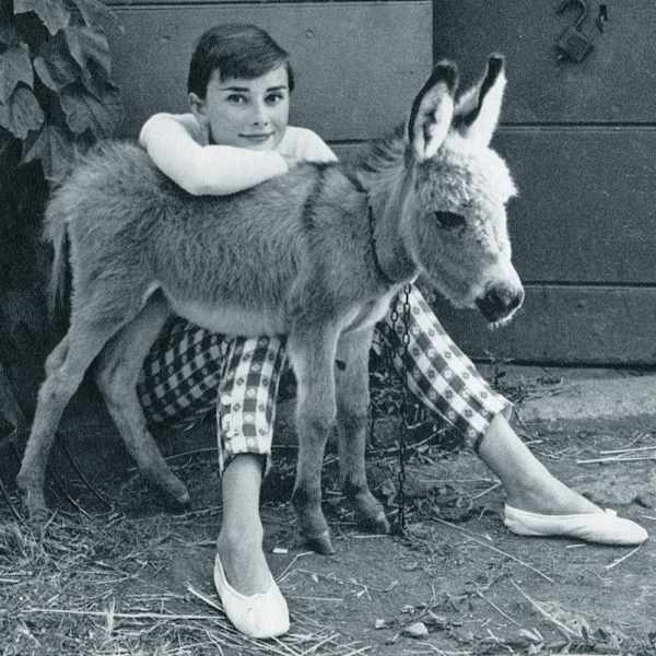 Audrey Hepburn with donkey by Norman Parkinson, Image 1.