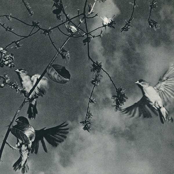 Flying 1956 by Tam T K, Image 2.