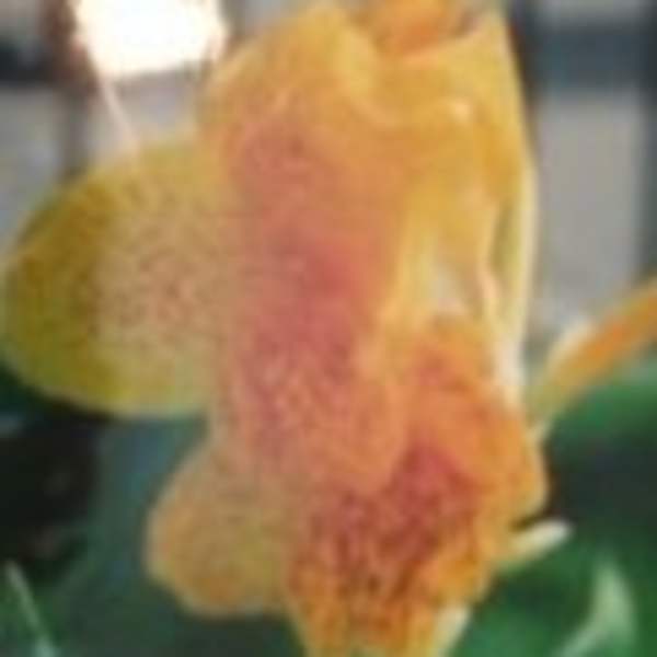 Fancy Canna, Hawaii by MB Looney, Image 1.