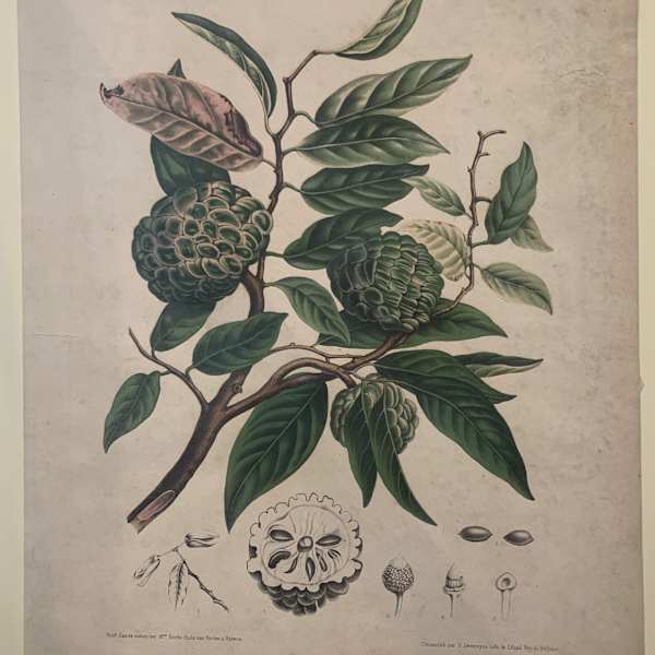 Annona Squamosa by G Severeyns, Image 1.