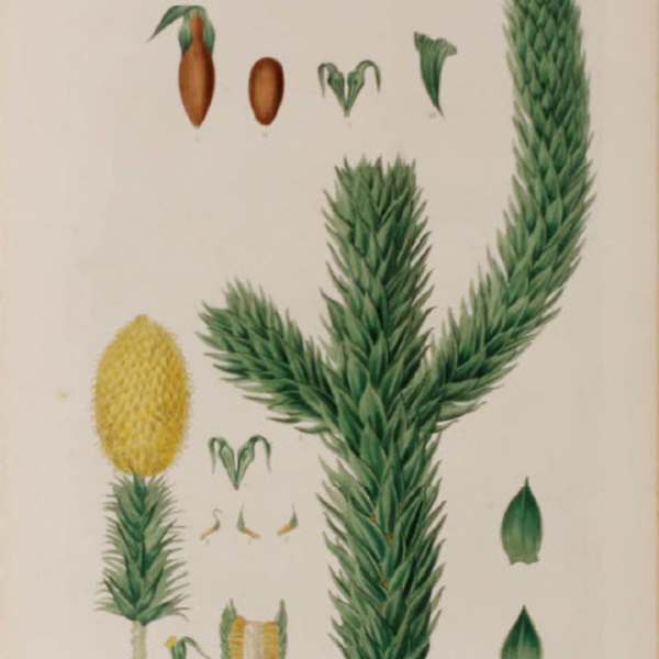 Araucaria Imbricata by Weddell, Image 1.