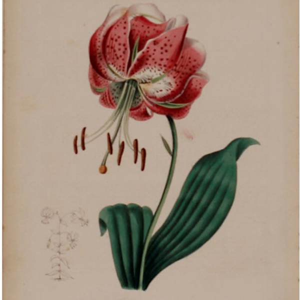Lilium Spheciosum by MA Burnett, Image 1.