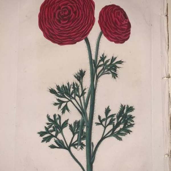 Xantus Ranunculis by Robert Sweet, Image 1.