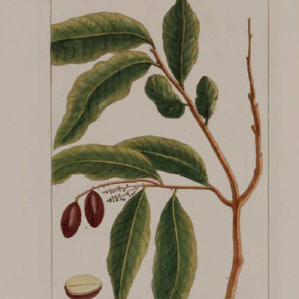 Jadelotia, Nobis, La Jadelot by Pierre-Joseph Buchoz, Image 1.