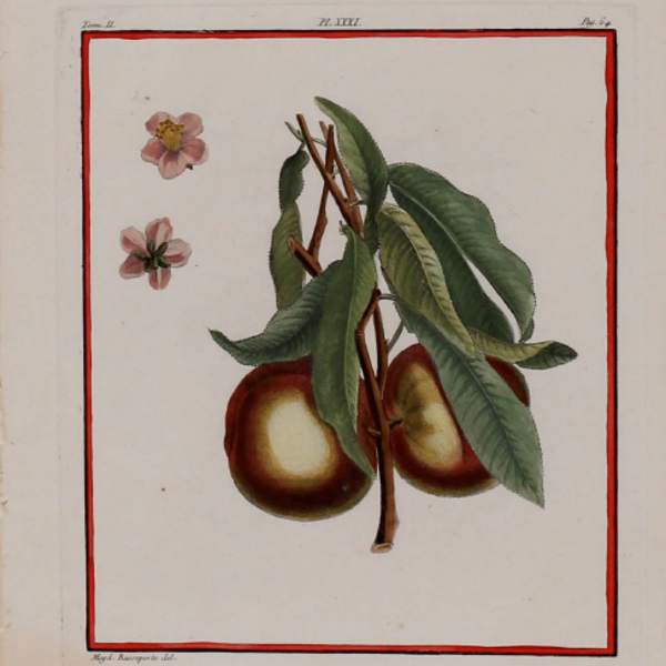 Cardinale by Basseporte, Image 1.