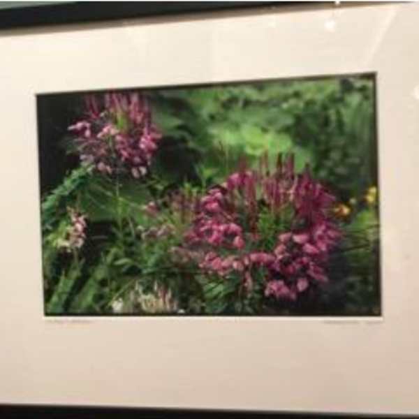 The Purple Blossoms by Madeline Bliss, Image 1.