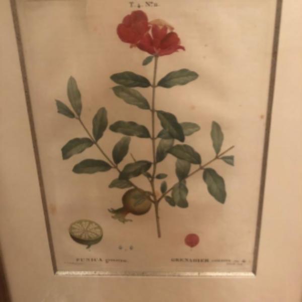 Punica Granatum/Grenadier Commun by Pierre-Joesph Redoute, Image 1.