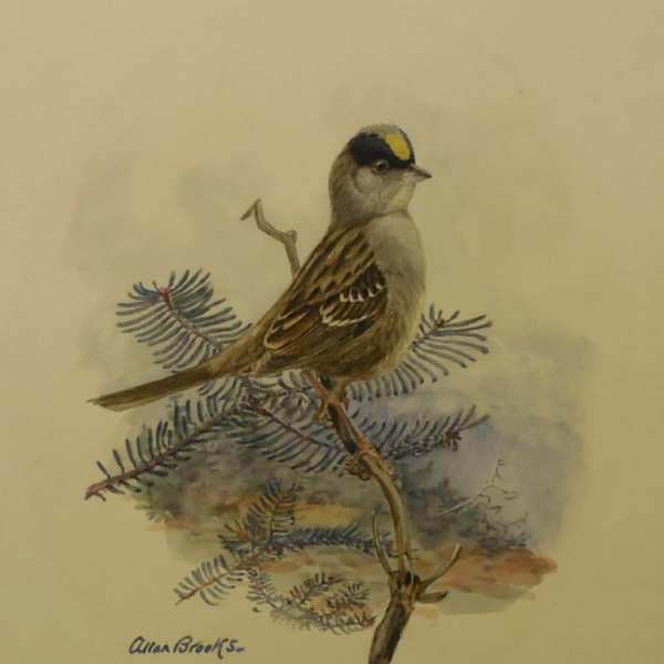Golden Crowned Sparrow by Allan Brooks, Image 1.