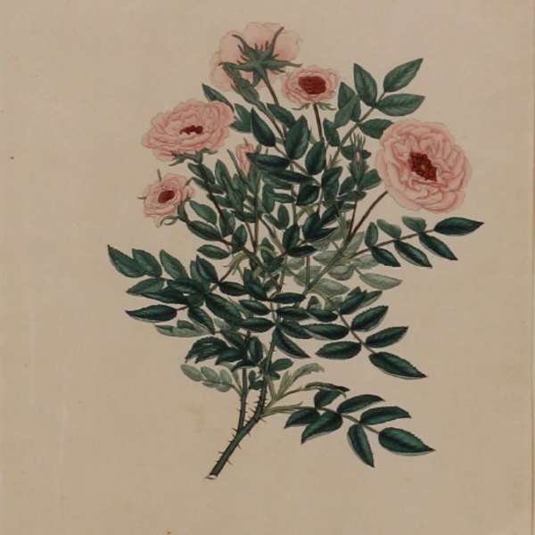 Rosa, Nana minor by Mary Lawrence, Image 1.