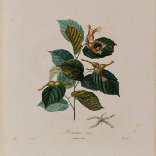 Noisetier by Pierre-Antoine Poiteau, Image 1.