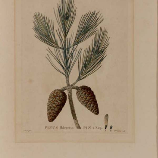 Pinus Halepensis by P Bessa, Image 1.