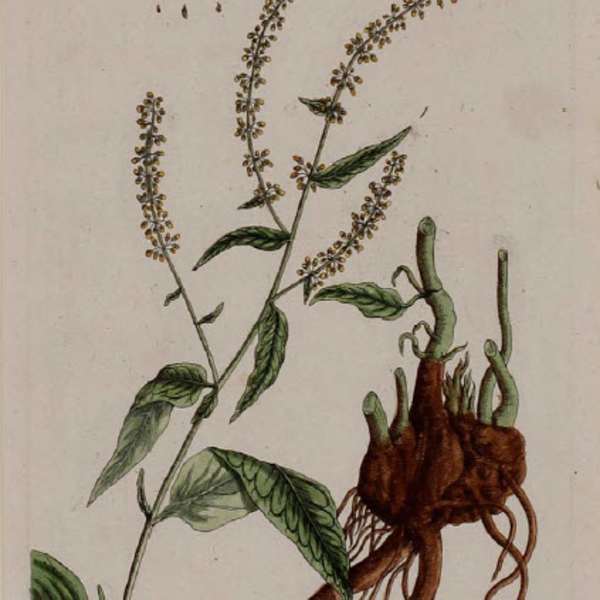 Lapathum acutum by Unknown Artist, Image 1.
