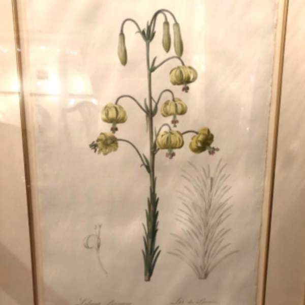 Lilium Pyrenaicum by Pierre-Joseph Redoute, Image 1.