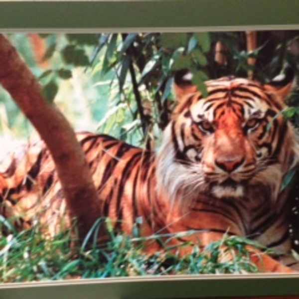 Tiger by James Stephens, Image 1.