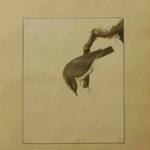 Finch II by William Lewin, Image 1.