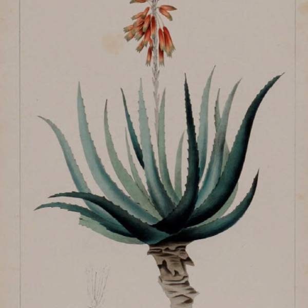 Aloe Socotrina
Aloe Socotrina
Aloe Socotrina
Aloe Socotrina by Joseph Carson, Image 1.