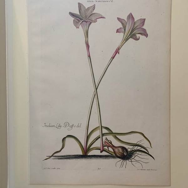 Indian Lily-Daffodil by Jacques Seligman, Image 1.