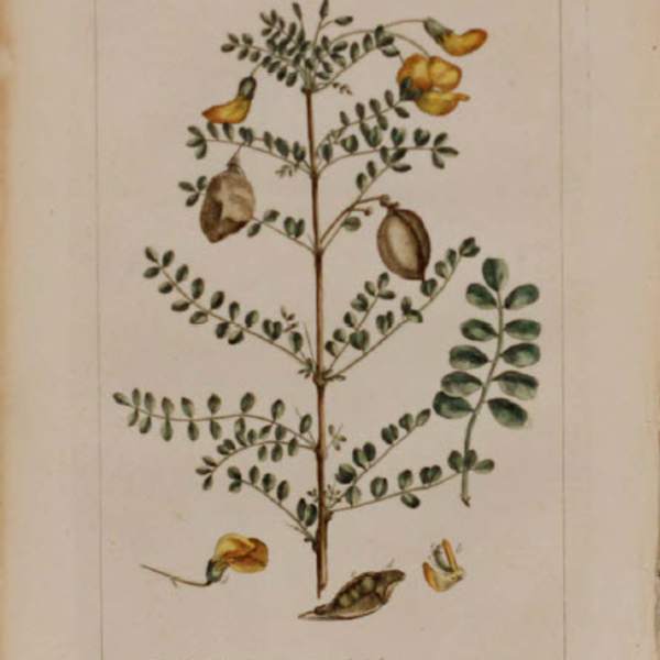 Plate 100. Colutea by Philip Miller, Image 1.