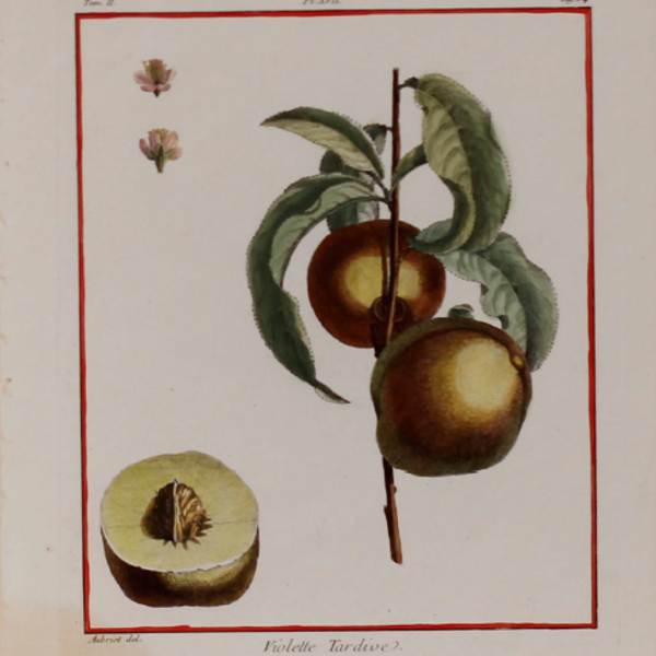 Plate 17, Violette Tardive by Claude Aubriet, Image 1.