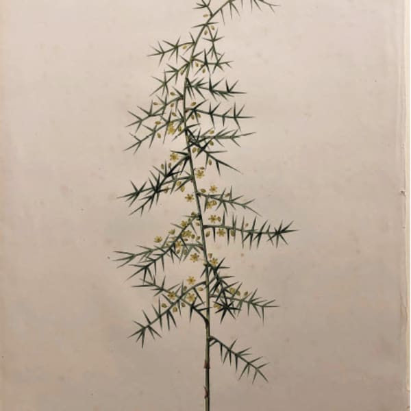 Les Liliacées (Asparagus Horridus) by Pierre-Joseph Redouté, Image 1.