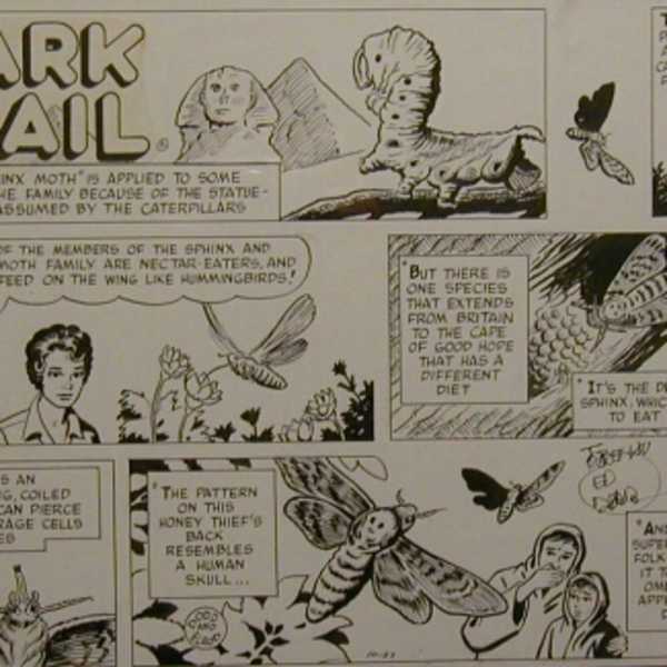 Mark Trail - Original Signed by Ed Dodd, Image 1.