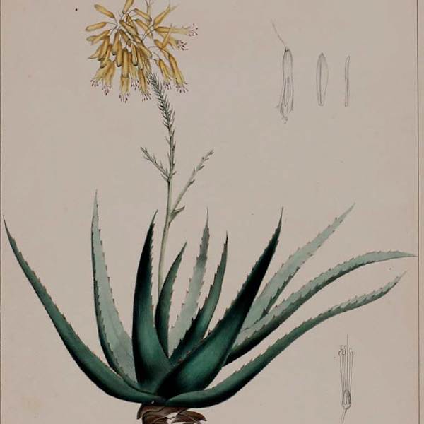 Aloe Vulgaris by RP Smith, Image 1.