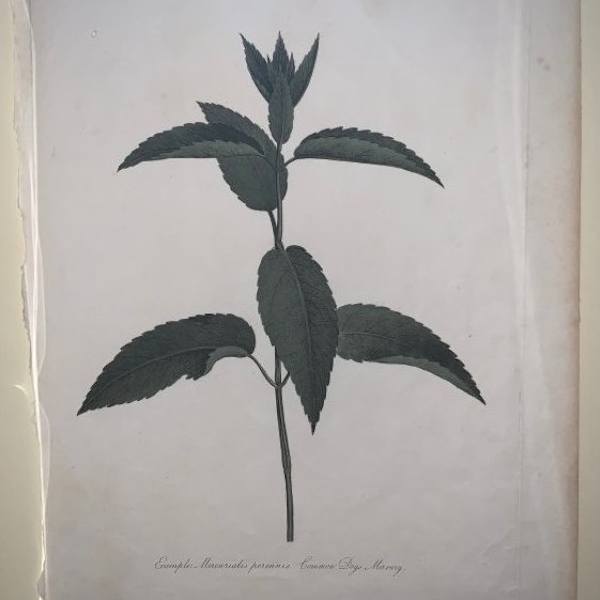 Example Mercurialis Perennis, Common Dogs Mercury by Robert Thornton, Image 1.