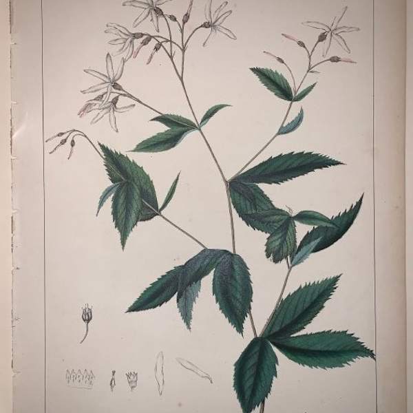 Gillenia Trifoliata by Joesph Carson, Image 1.