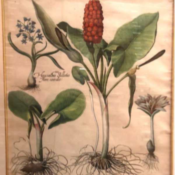 Arum by Basilius Besler, Image 1.