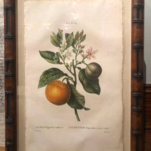 Citrus Bigaradia violecea by Pancrace Bessa, Image 1.