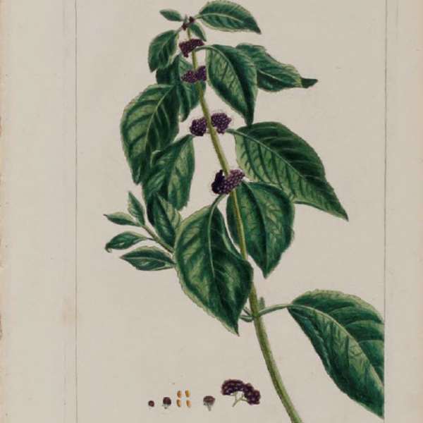 Callicarpa Americana by Pierre-Joesph Buchoz, Image 1.