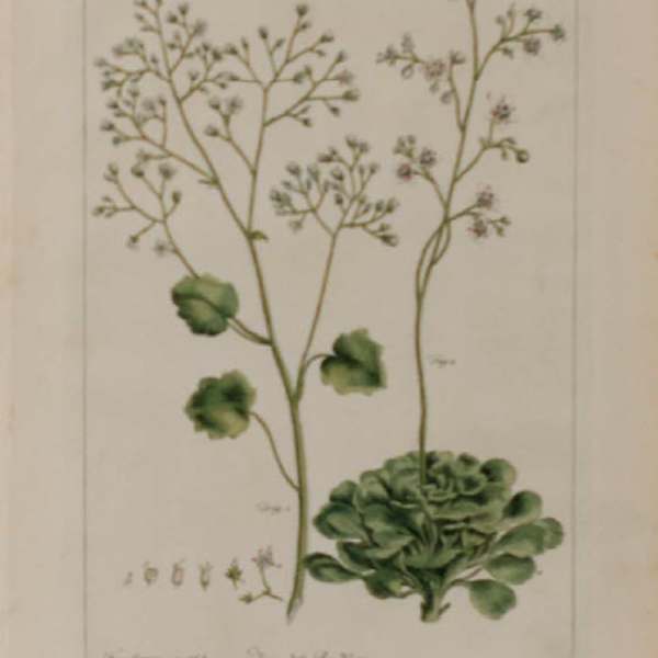 Pl. CXLI by Phillip Miller, Image 1.