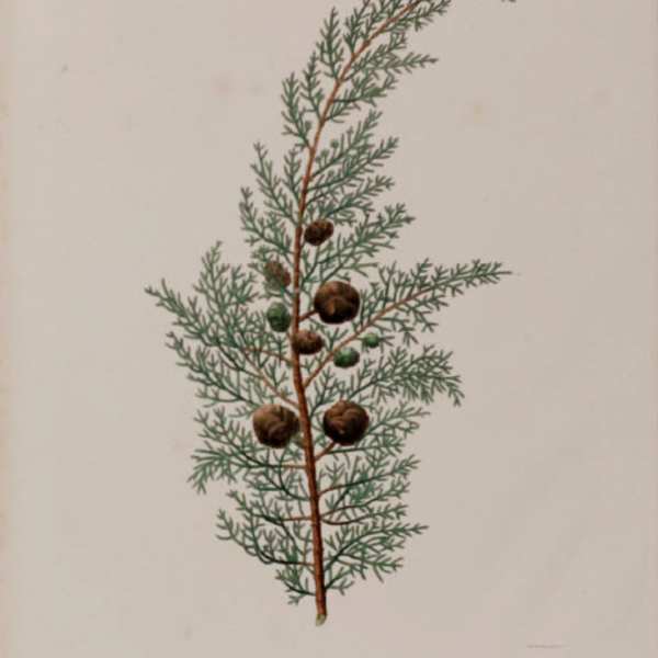 Cupressus Macrocarpa by WH McFarlane, Image 1.