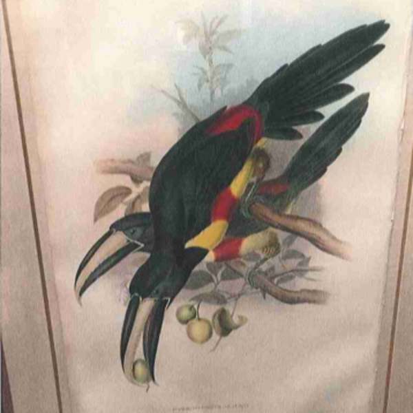 Pteroglossus Arcari or Cayenne Acari by John Gould, Image 1.