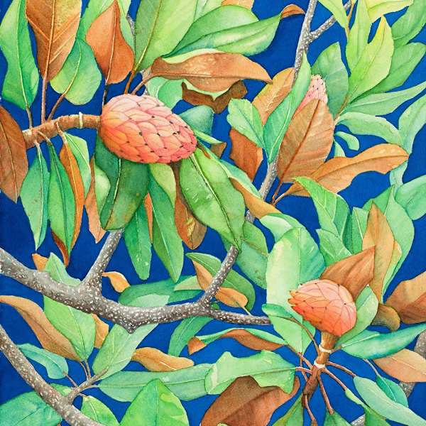 Charleston Magnolia by Terrie Langham, Image 1.